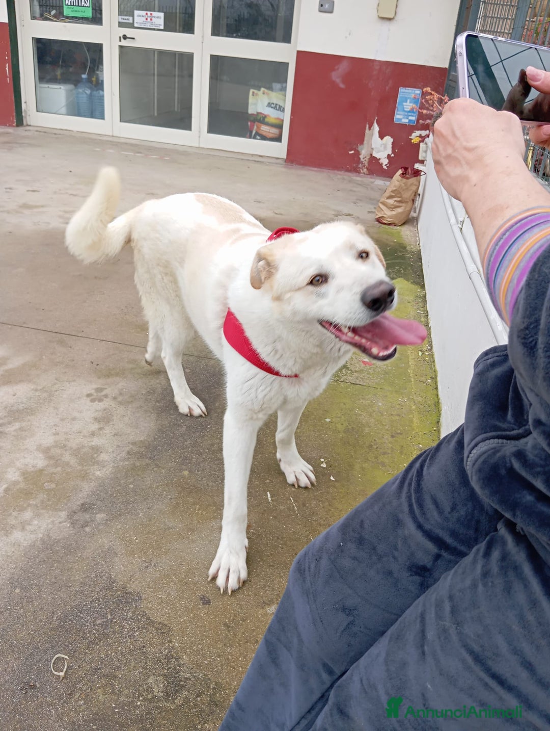 Meticcio cani in regalo: Nuage: cucciolona taglia media socievole  a Città Metropolitana di Genova - Annuncio 16