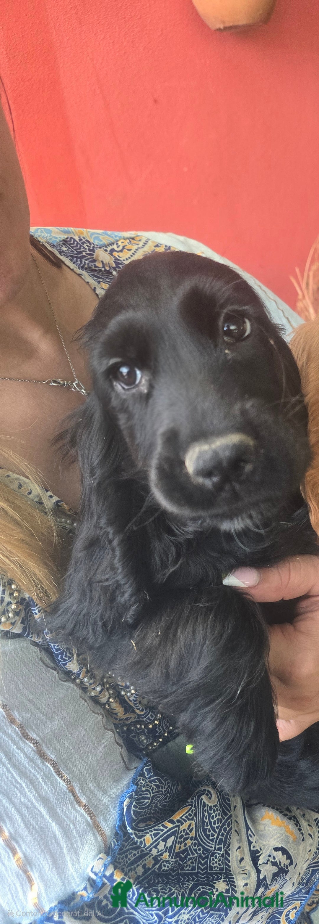 Cocker cani in vendita: Cocker Spaniel  a Provincia di Pescara - Immagine 3