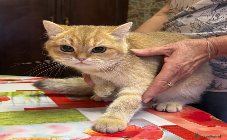 British gatti - Annuncio 15