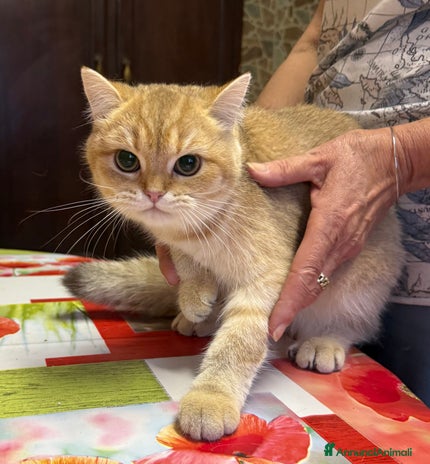 British gatti - Annuncio 13