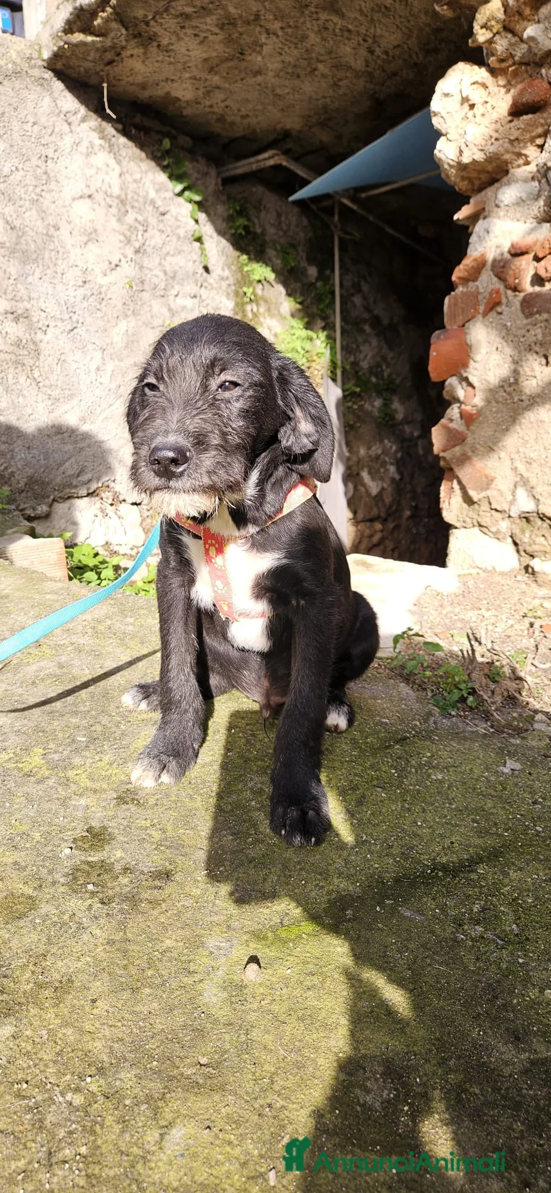 Meticcio cani in regalo: SOLE ASPETTA UNA MAMMA  - Annuncio 3