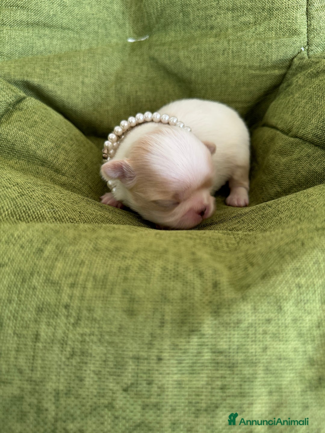 Chin cani in vendita: Cuccioli maschi razza Chin bianco arancio - Annuncio 3