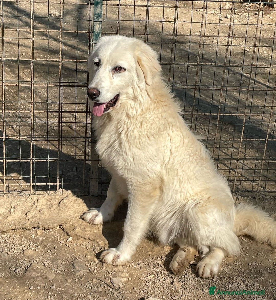 Meticcio cani in regalo: IL DOLCE LUCKY a Città metropolitana di Roma Capitale - Annuncio 7