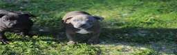 Pitbull cani in vendita: Cuccioli di Pit Bull con pedigree anche a rate - Annuncio 16