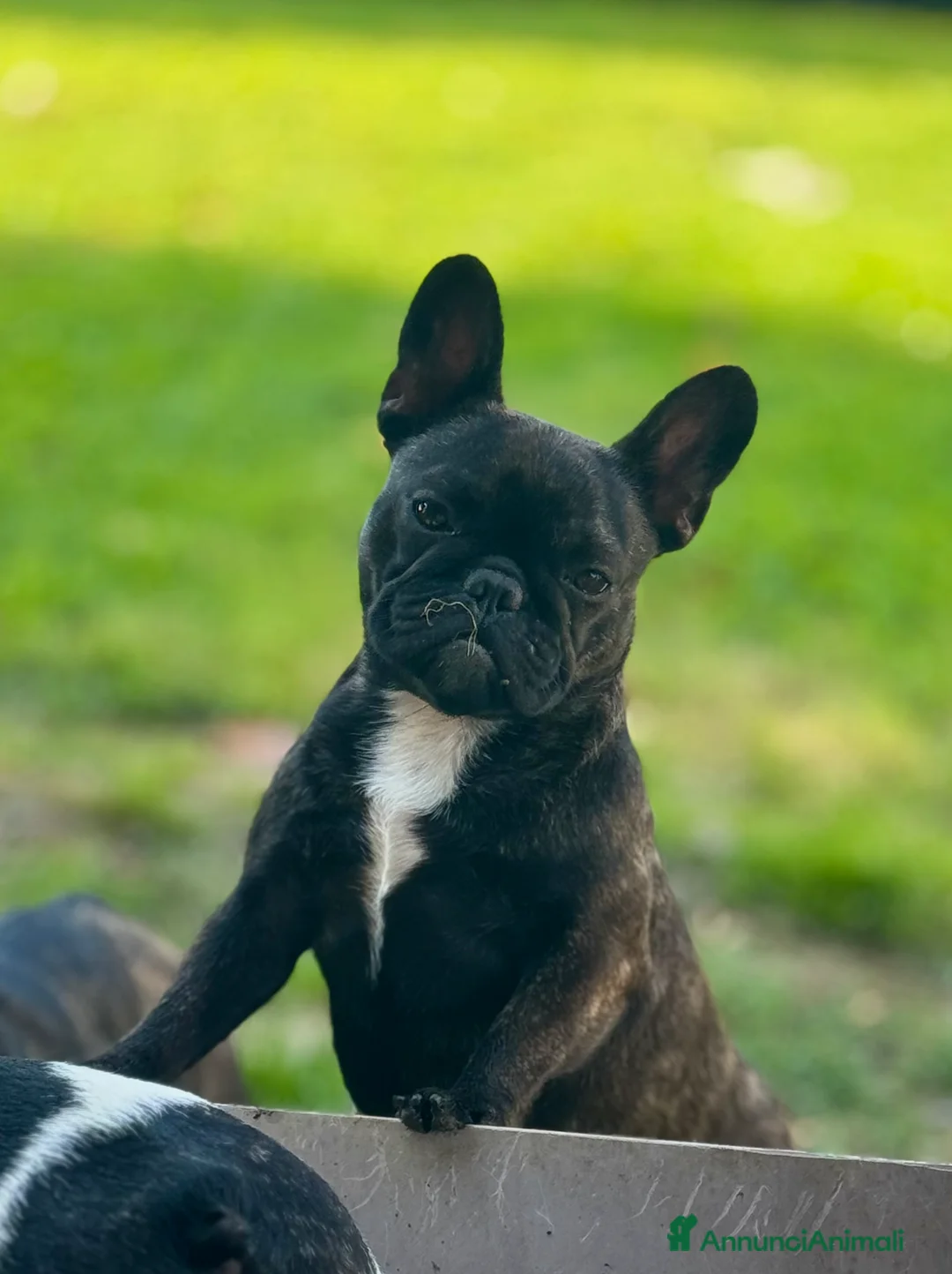 Bulldog Francese cani in vendita: Cucciole di bulldog francesi - Annuncio 7