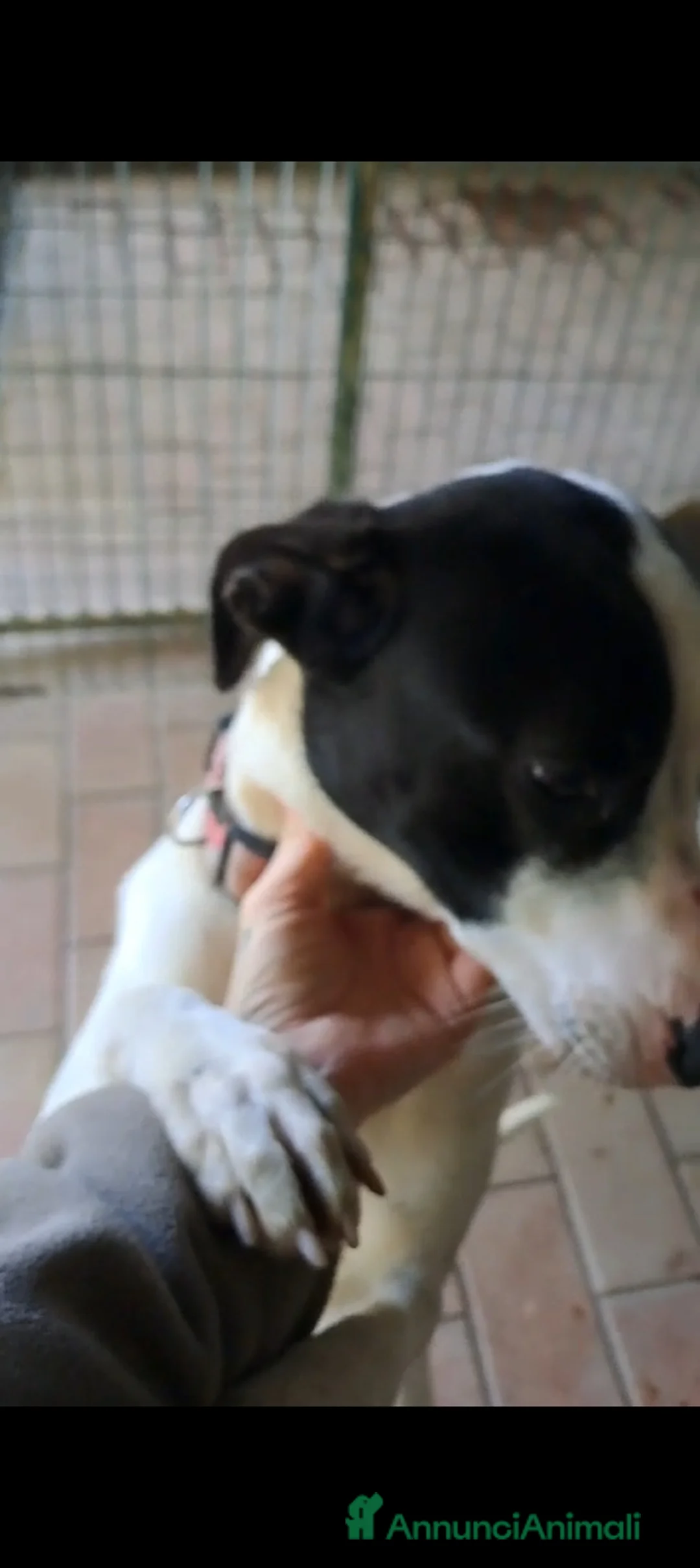 Altre razze cani in regalo: Uma, 4 anni, taglia media, cerca casa - Annuncio 5