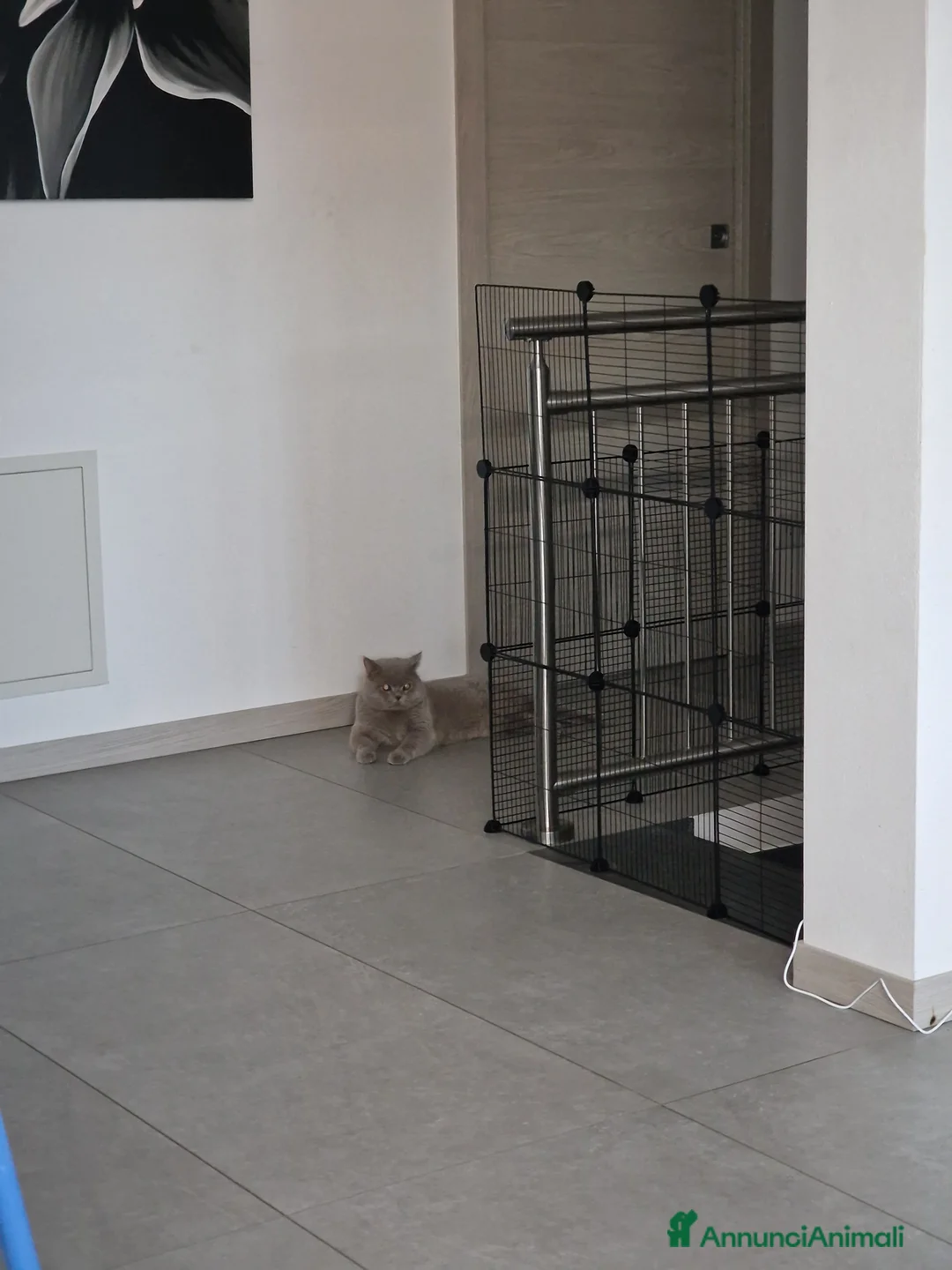 British gatti per accoppiamento: Maschio British per accoppiamento  - Annuncio 5