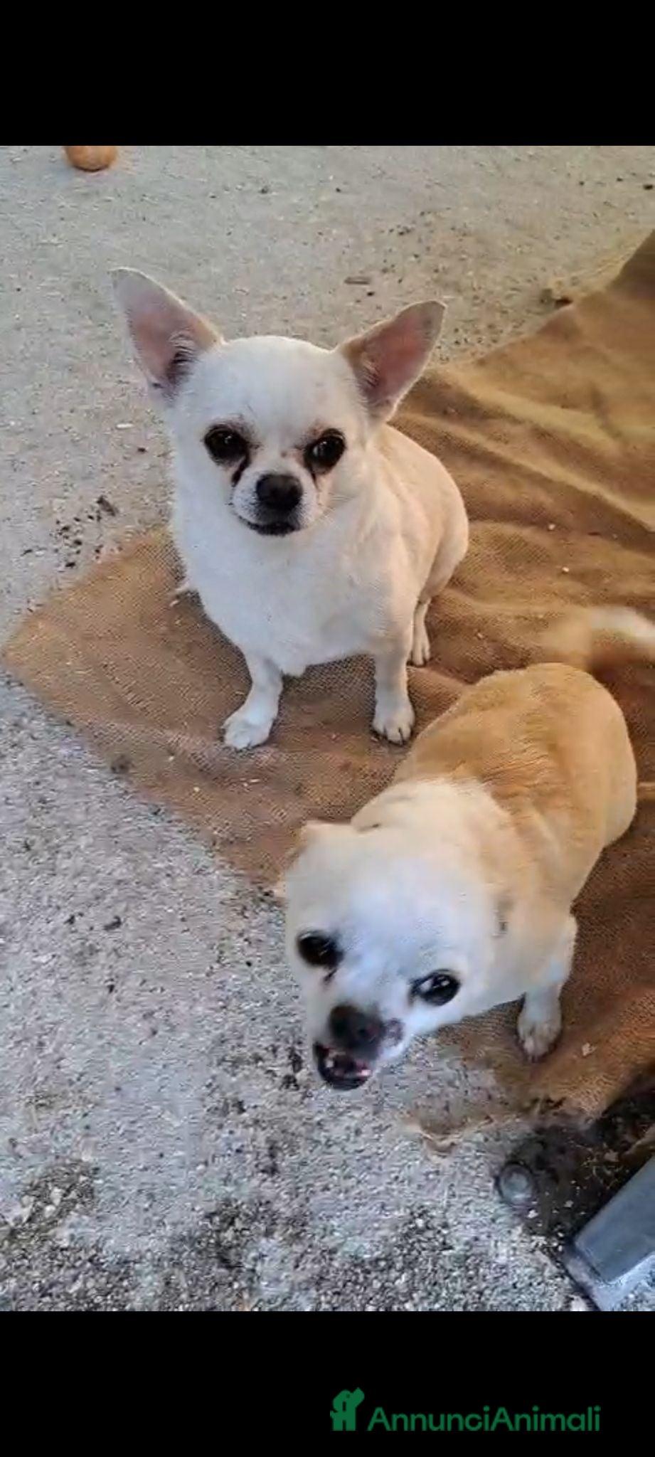 Meticcio cani Ciro e Nina  - Annuncio 1