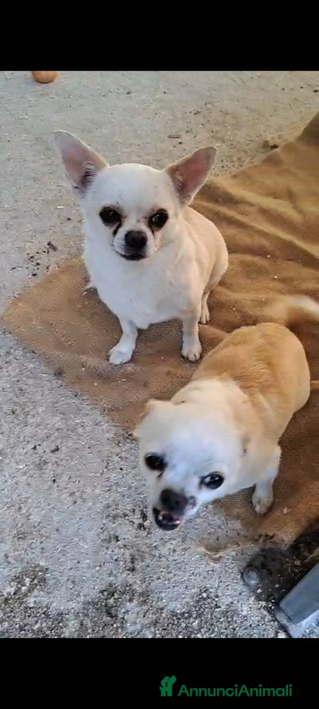 Meticcio cani in regalo: Ciro e Nina  - Annuncio 1