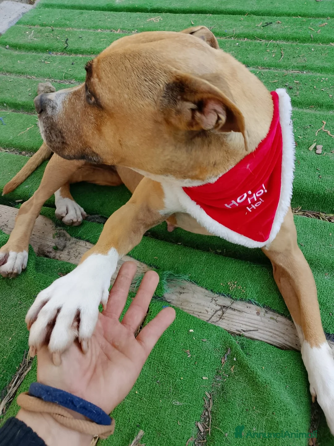 Pitbull cani in regalo: Scilla cerca urgentemente casa!!  - Annuncio 3