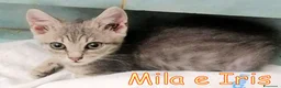 Europeo gatti in regalo: MILA E IRIS GATTINE DI DUE MESI - Annuncio 9