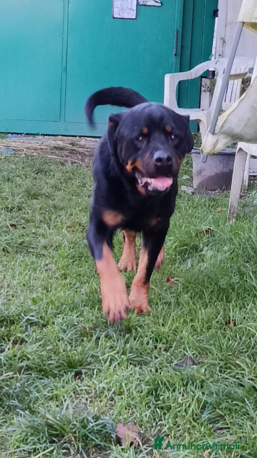 Rottweiler cani in regalo: Ares: 5 anni, Rottweiler equilibrato, socievole  a Città Metropolitana di Genova - Annuncio 21
