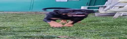 Rottweiler cani in regalo: Ares: 7 anni, Rottweiler equilibrato, socievole  a Città Metropolitana di Genova - Annuncio 22