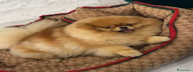 Lisa