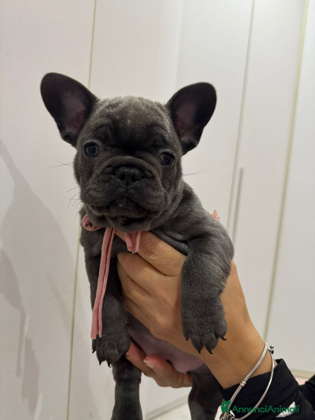 Bulldog Francese cani in vendita: Ultima cucciola di bulldog francese - Annuncio 2