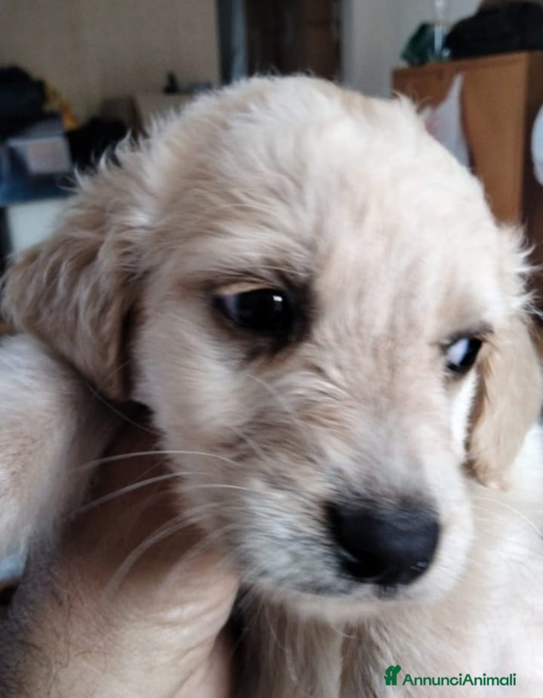 Altre razze cani in regalo: Mogli, Maffin, Meringa e Morfea cuccioli cercano f a Città metropolitana di Roma Capitale - Annuncio 3