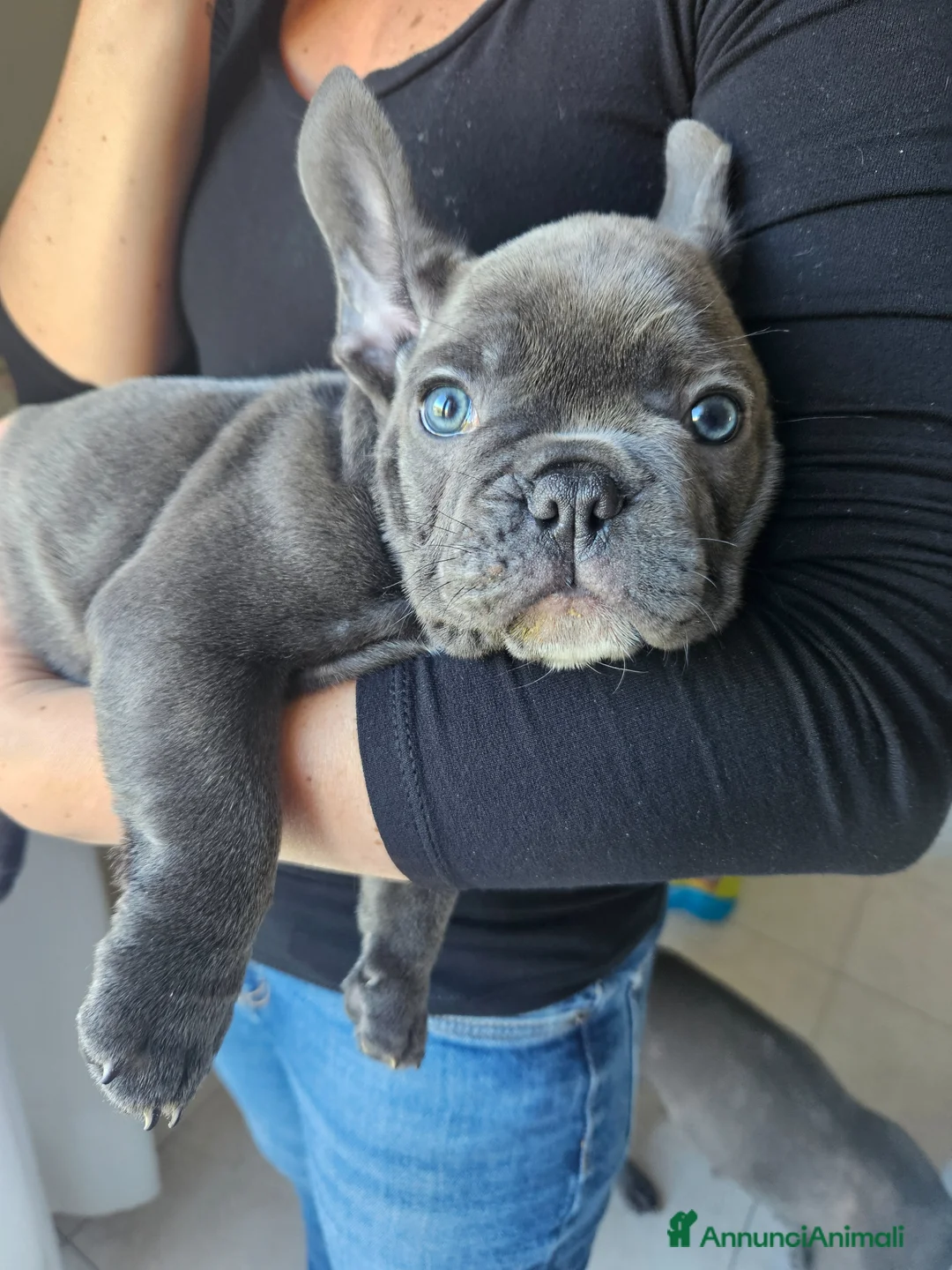 Bulldog Francese cani in vendita: Cuccioli bulldog francese - Annuncio 1
