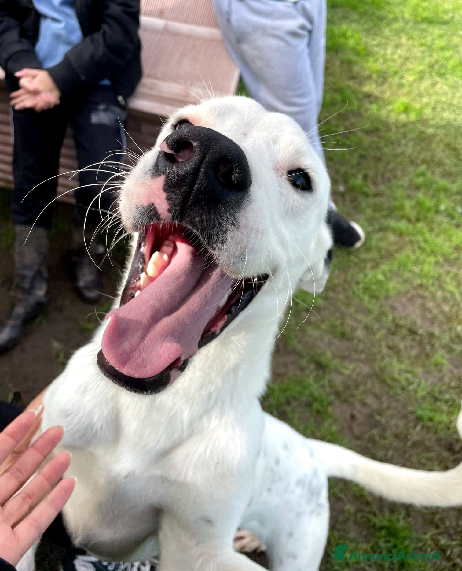 Altre razze cani in regalo: ROSARIO, mix di simpatia unica - Annuncio 5