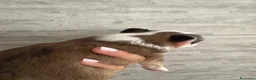 Chihuahua cani in vendita: Disponi Cuccioli di chihuahua a pelo lungo  - Annuncio 3