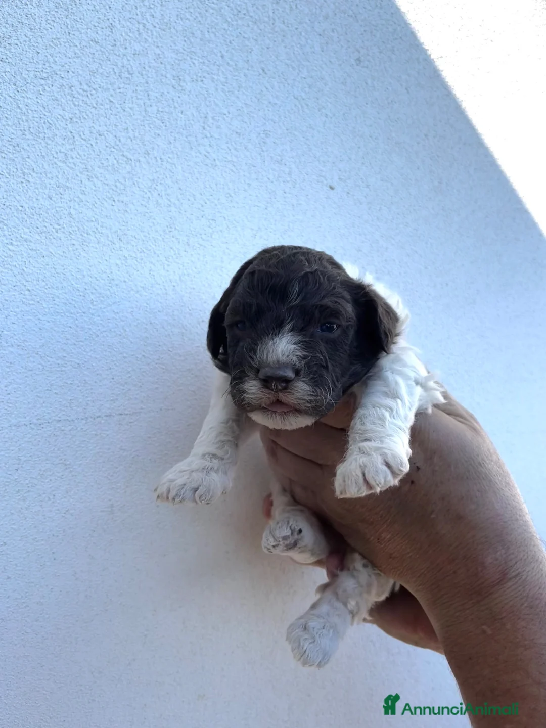 Lagotto cani in vendita: CUCCIOLI DI LAGOTTO - Annuncio 2