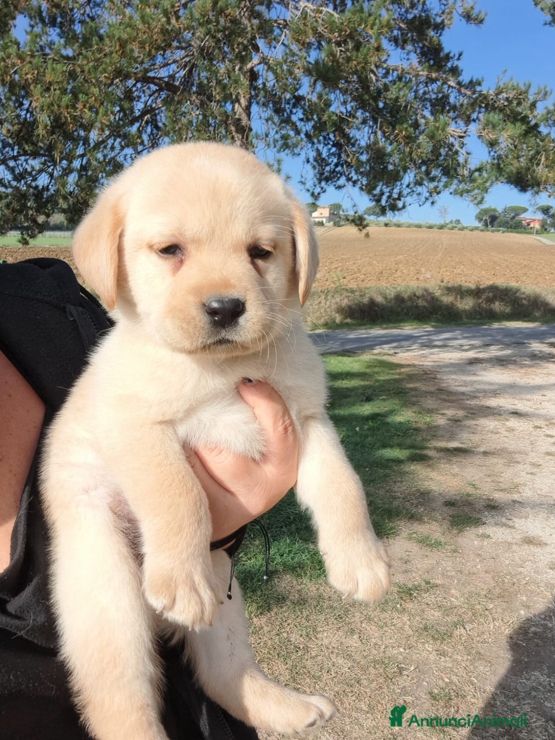 Labrador cani in vendita: Labrador cuccioli con pedigree Enci  - Annuncio 1