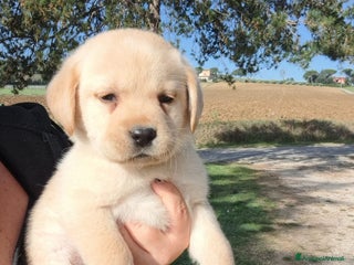 Labrador cani Labrador cuccioli con pedigree Enci - Annuncio 1
