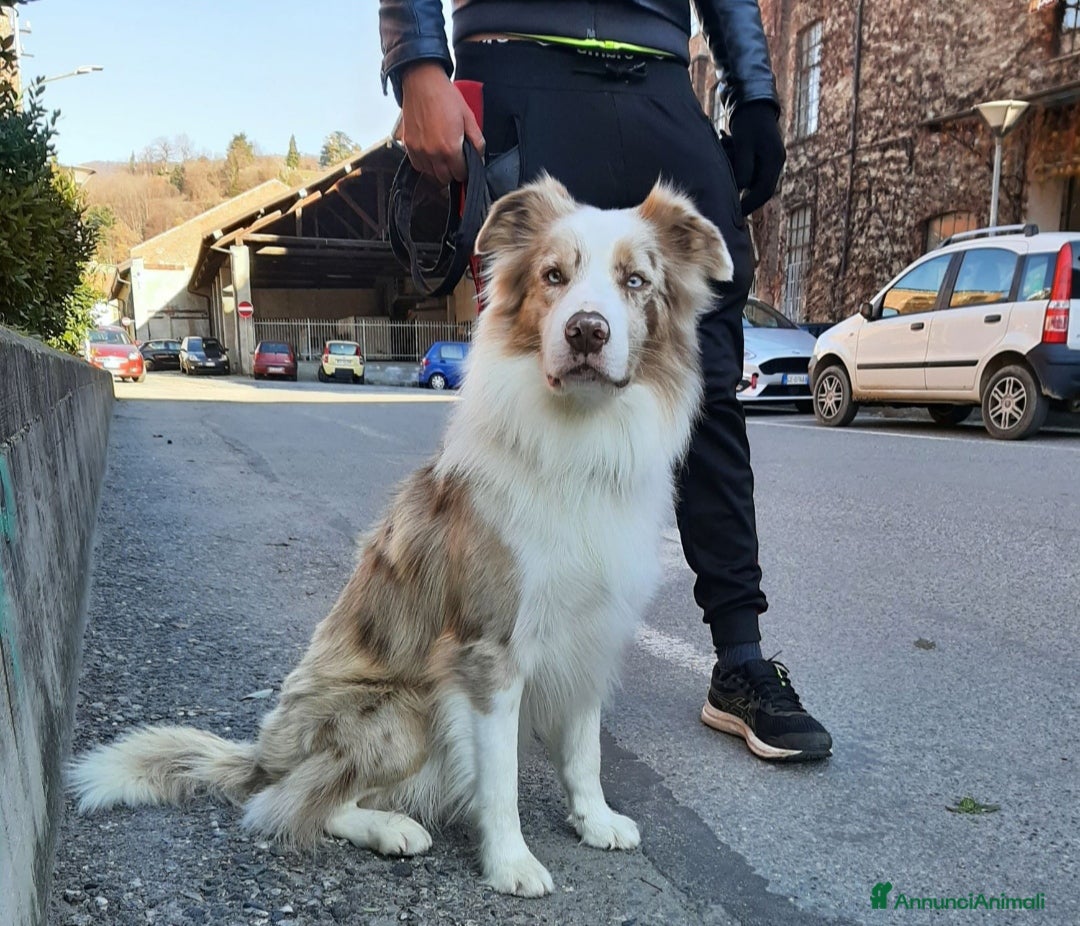 Border Collie cani in vendita: Cuccioli Border Collie a Città Metropolitana di Torino - Immagine 19