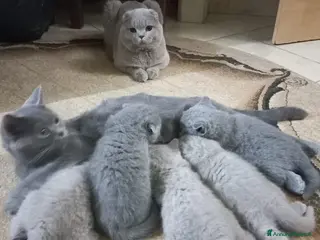 British gatti Scottish fold sthrait - Annuncio 12