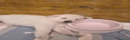 Pastore Svizzero cani in vendita: Adorabili cuccioli di pastore svizzero a Provincia di Bergamo - Annuncio 7