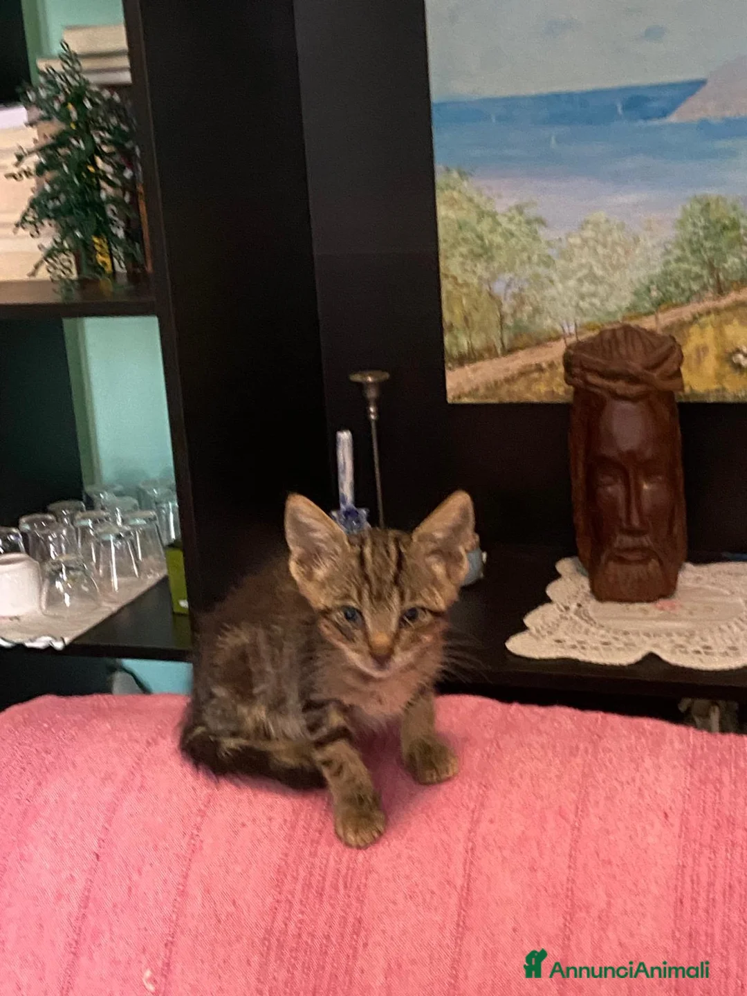 Europeo gatti in regalo: Tigratino - Annuncio 3