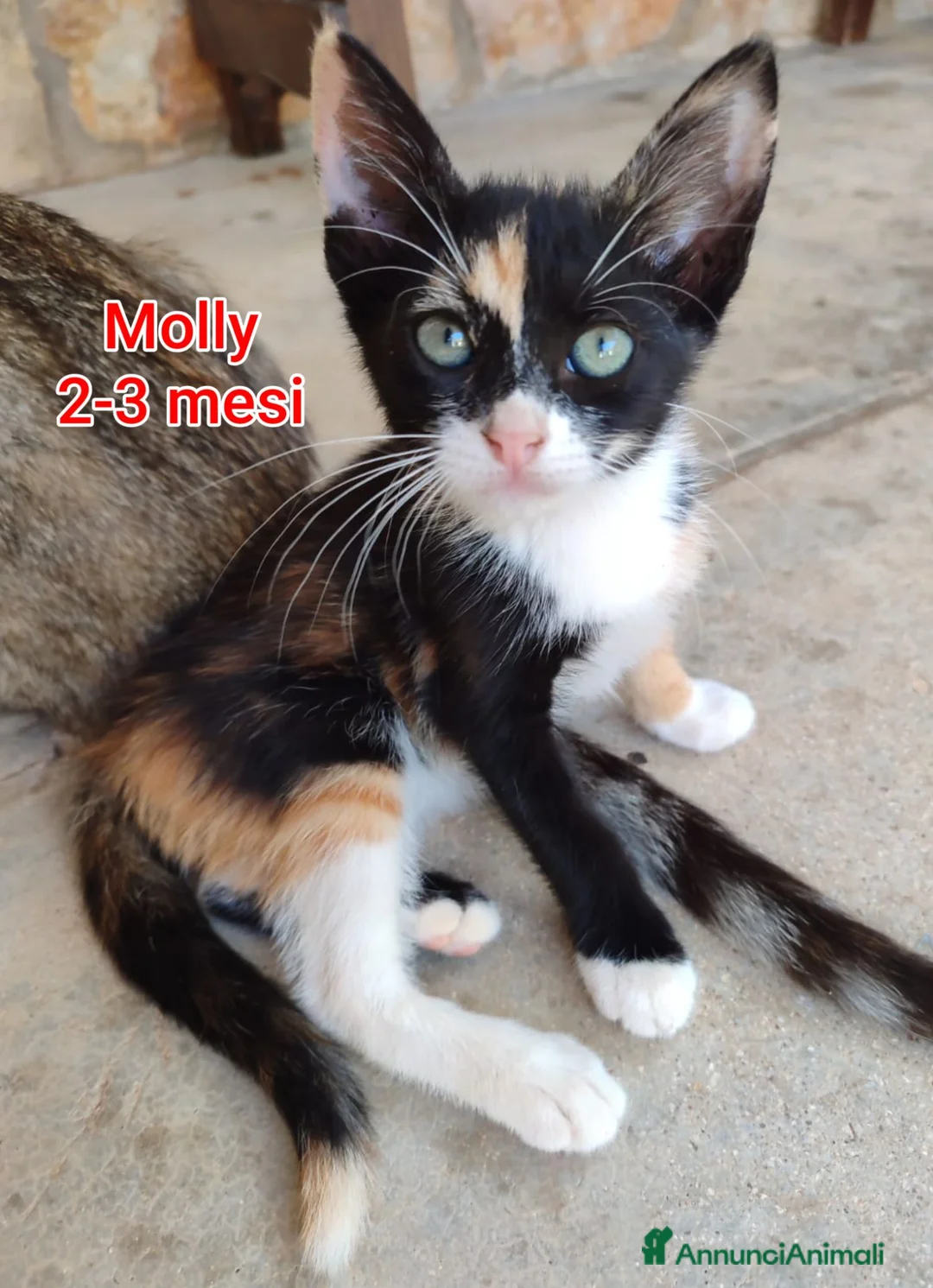 Meticcio gatti in regalo: ADOTTA UN GATTINO  a Provincia di Reggio Emilia - Annuncio 10