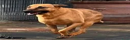 Meticcio cani in regalo: ARGO CERCA CASA - Annuncio 9