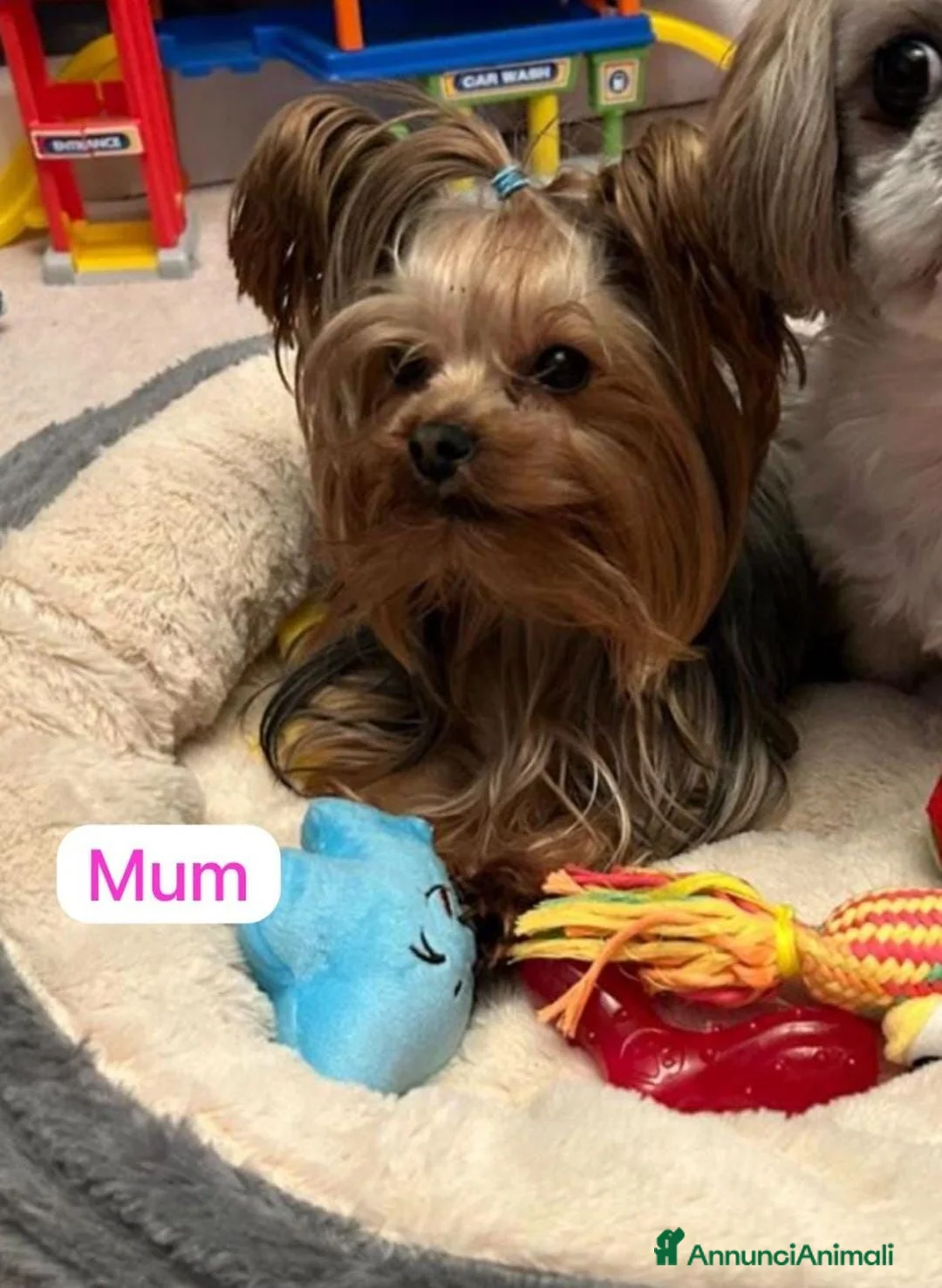 Yorkshire cani in vendita: Cuccioli di Yorkshire Terrier - Annuncio 13