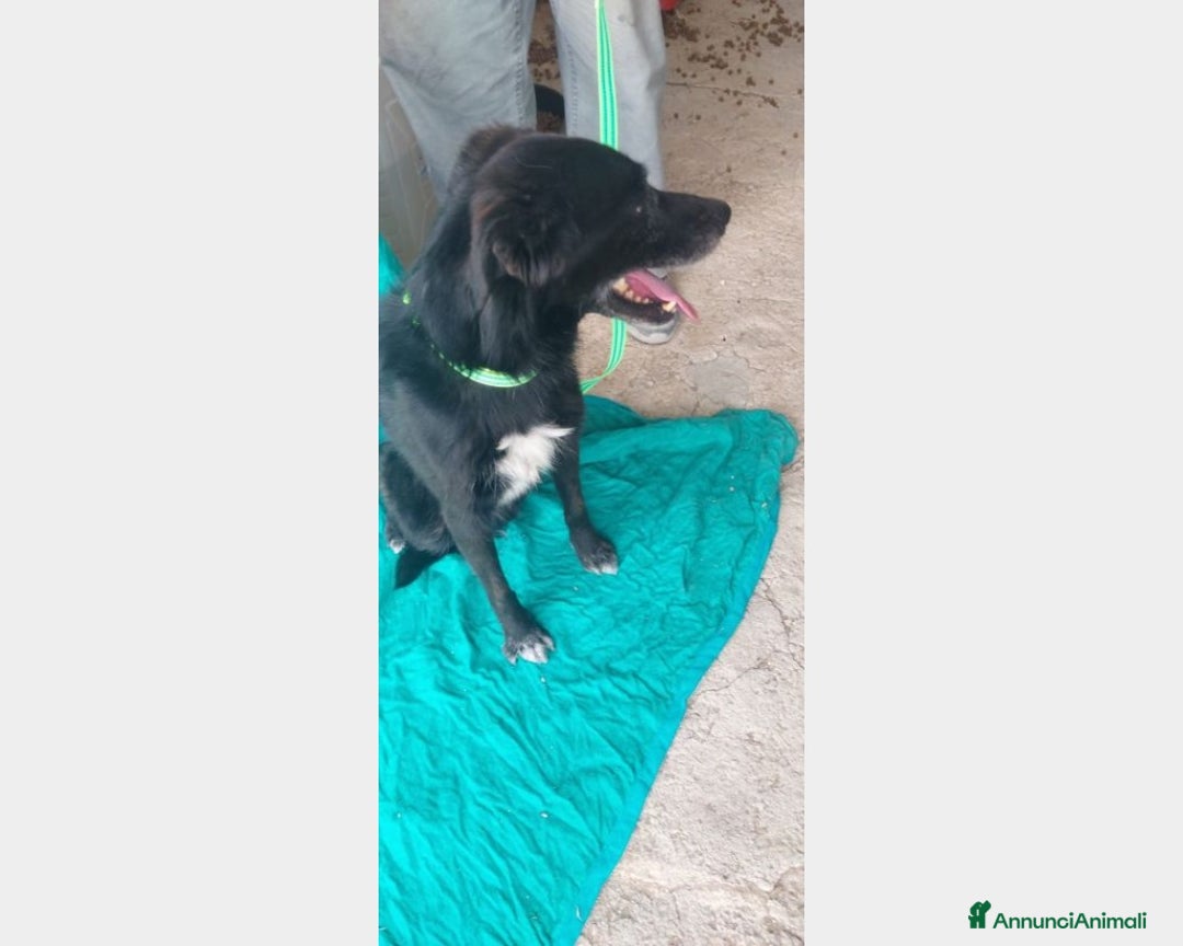 Meticcio cani in regalo: 5anni,kg12,neroVIVEVA SUL TETTO!!SICILIA URGE CASA a Milano - Annuncio 2
