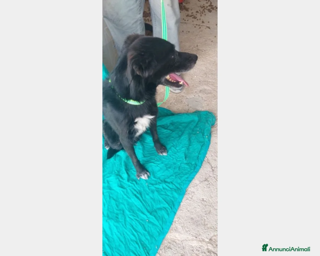 Meticcio cani in regalo: 5anni,kg12,neroVIVEVA SUL TETTO!!SICILIA URGE CASA a Milano - Annuncio 2