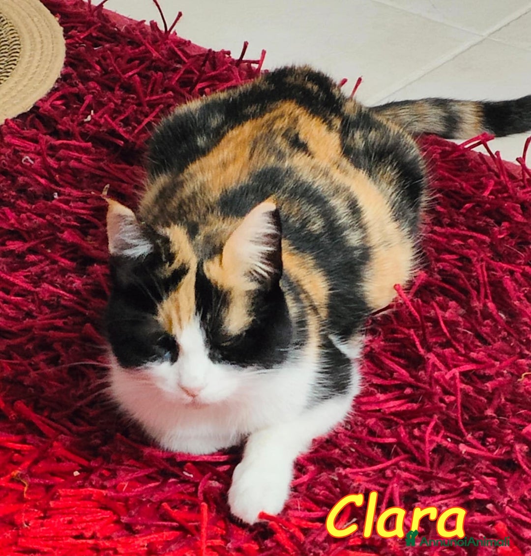 Europeo gatti in regalo: CLARA DOLCISSIMA TRICOLORE - Annuncio 3
