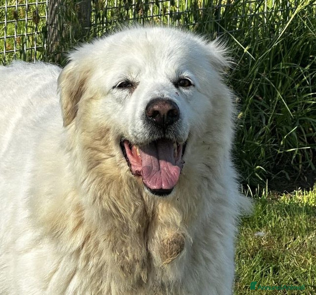 Pastore Maremmano cani in regalo: Vittoria, la maremmana che sorride a Provincia di Latina - Immagine 1