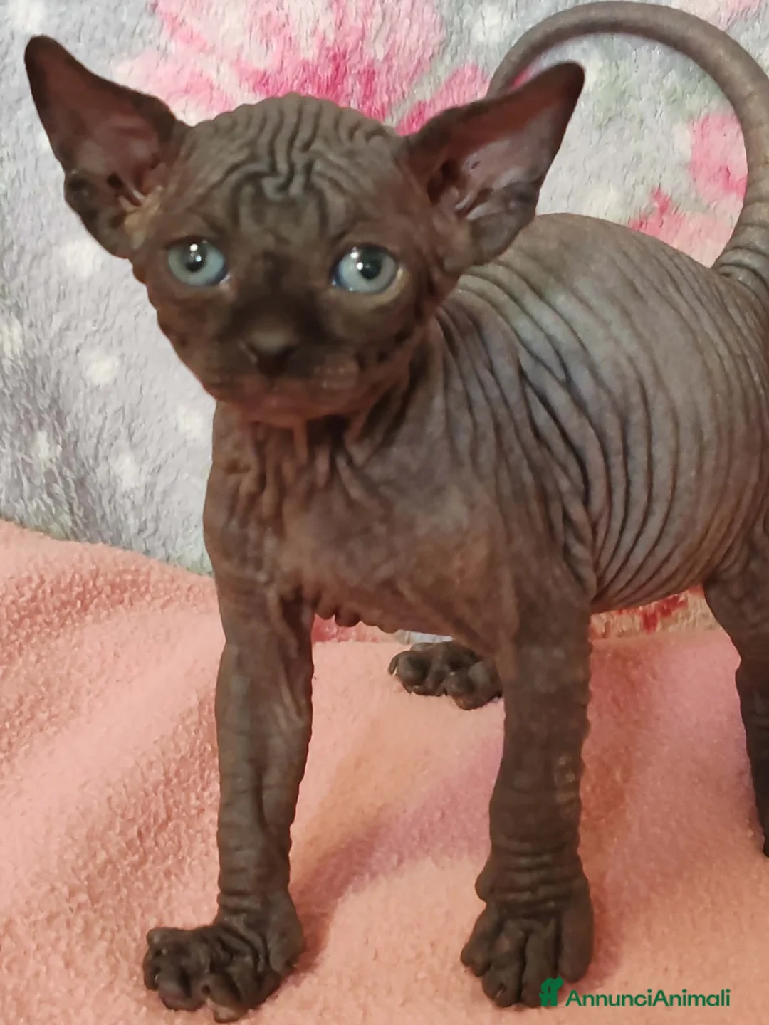 Sphynx gatti in vendita: sphynx cuccioli - Annuncio 2
