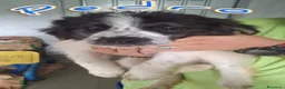 Meticcio cani in regalo: 5 meravigliosi cuccioli tg grande a Provincia di Lucca - Annuncio 4