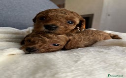 Barboncino cani in vendita: BARBONCINI FULVI TOY E NANI CON PEDIGREE a Vercelli - Immagine 4