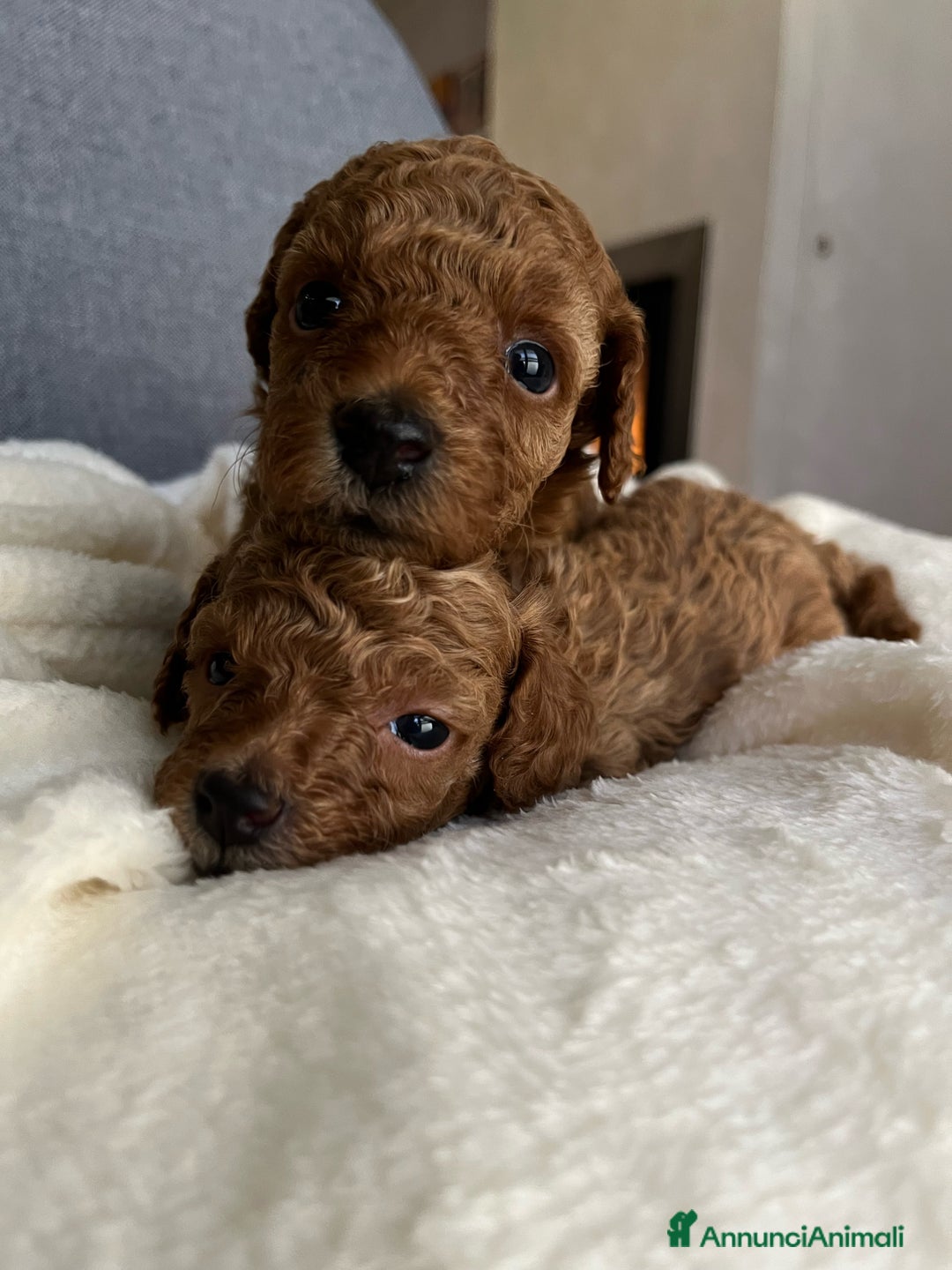 Barboncino cani in vendita: BARBONCINI FULVI TOY E NANI CON PEDIGREE a Vercelli - Immagine 4