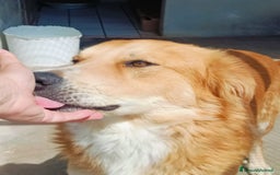 Golden Retriever cani in regalo: AXL ROSE derivato golden cerca casa a Provincia di Latina - Immagine 2