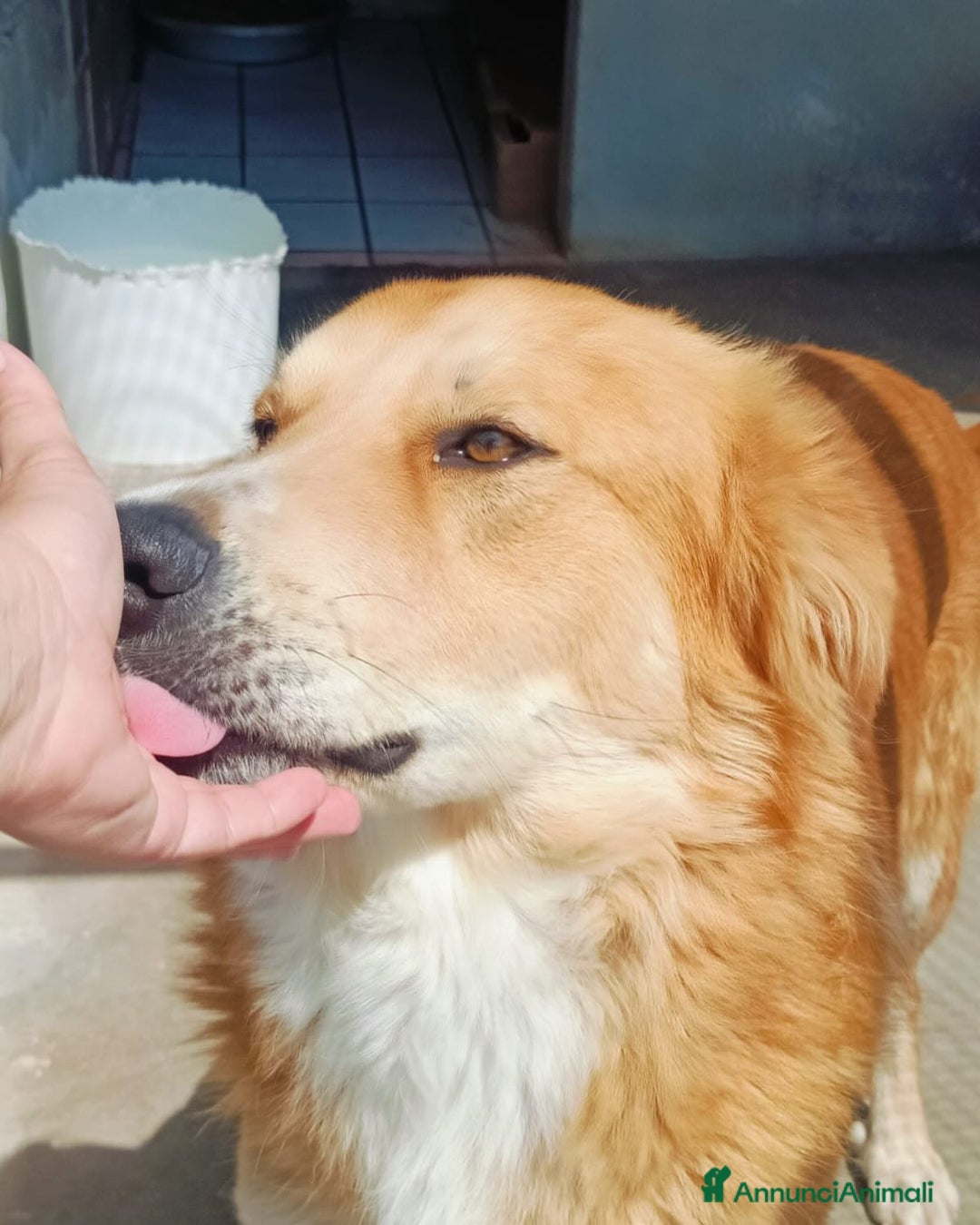 Golden Retriever cani in regalo: AXL ROSE derivato golden cerca casa a Provincia di Latina - Immagine 2