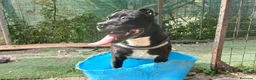Pitbull cani in regalo: dolce roy in regalo - Annuncio 6