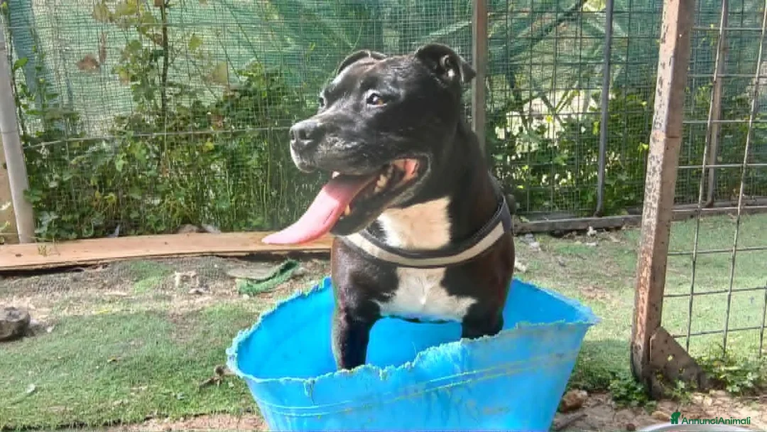Pitbull cani in regalo: dolce roy in regalo - Annuncio 6
