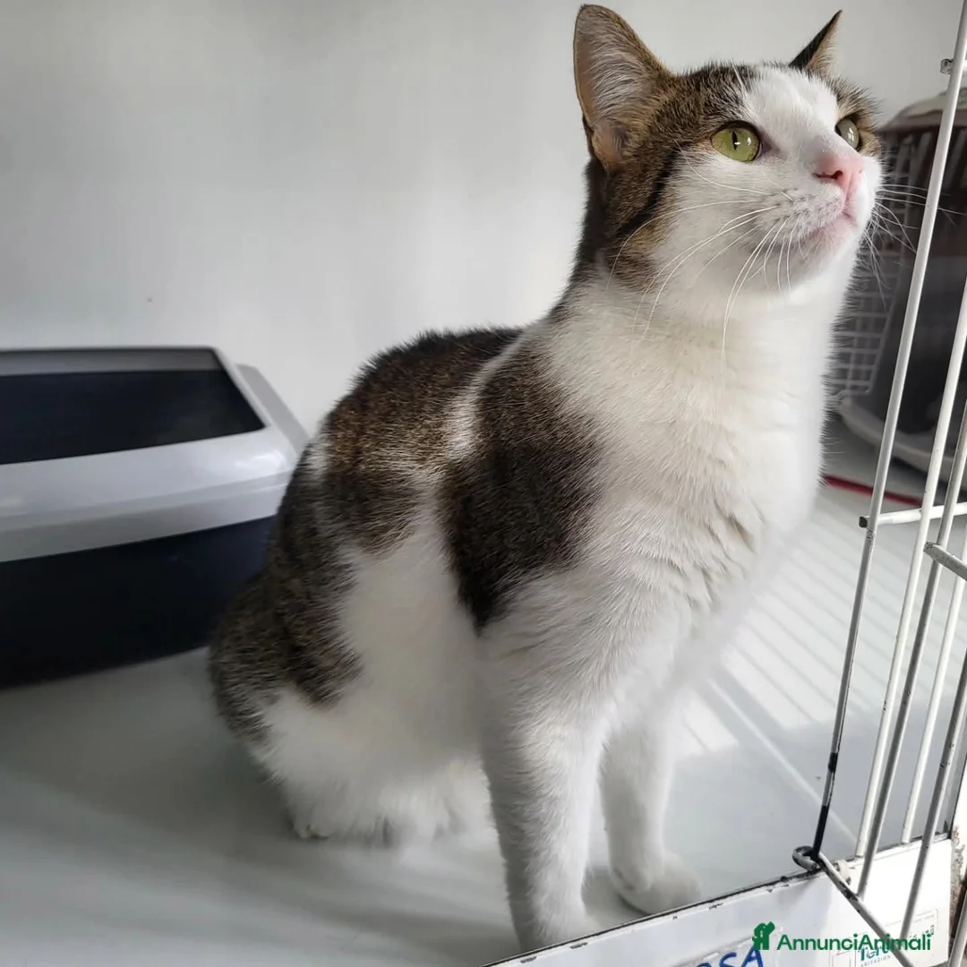 Altre razze gatti in regalo: GATTE ADULTE  - Annuncio 5