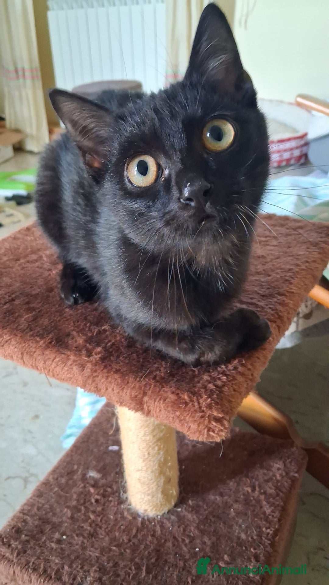 Meticcio gatti in regalo: GATTA E GATTINO SPECIALI - Annuncio 11