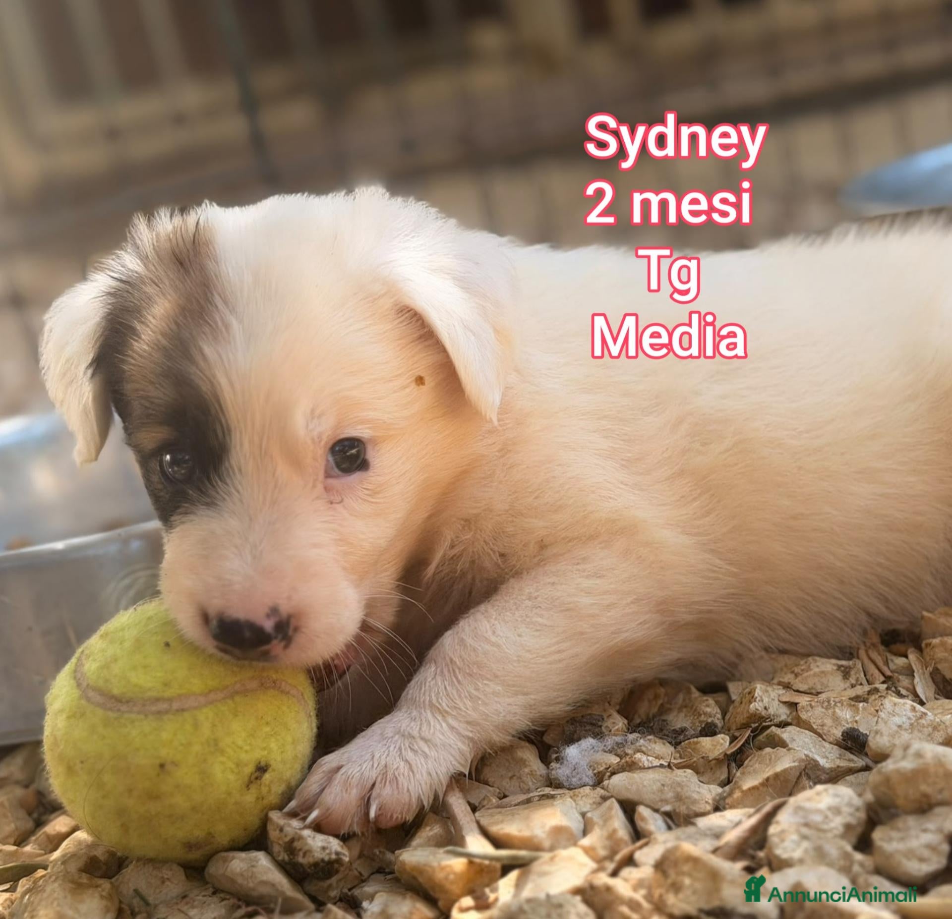 Meticcio cani TANTI CUCCIOLI SOLI! - Annuncio 13