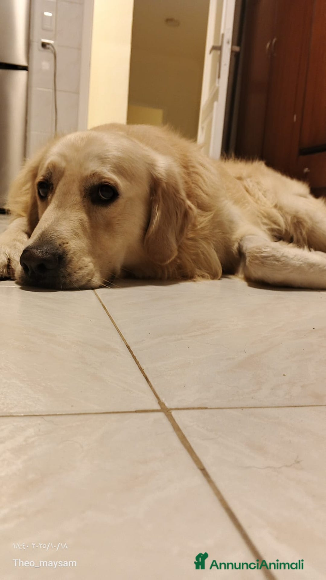 Golden Retriever cani in regalo: Max, una meraviglia di Golden Retreiver - Annuncio 7