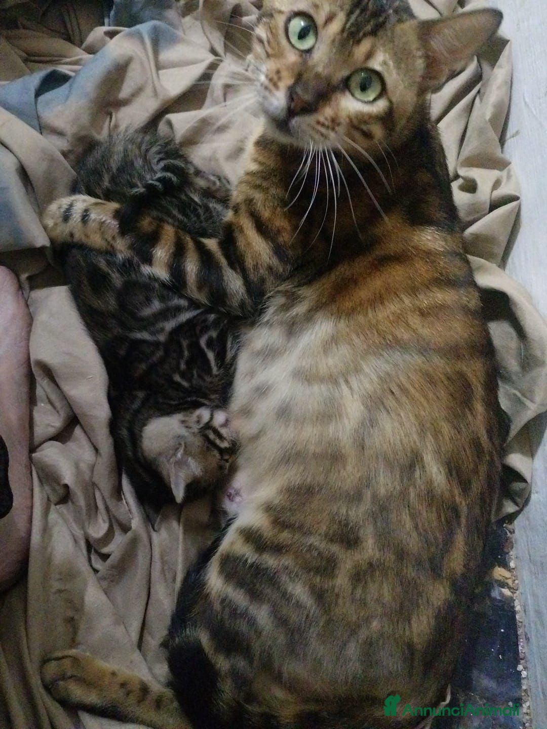 Bengala gatti in vendita: Gattina Bengala con pedigree - Annuncio 1